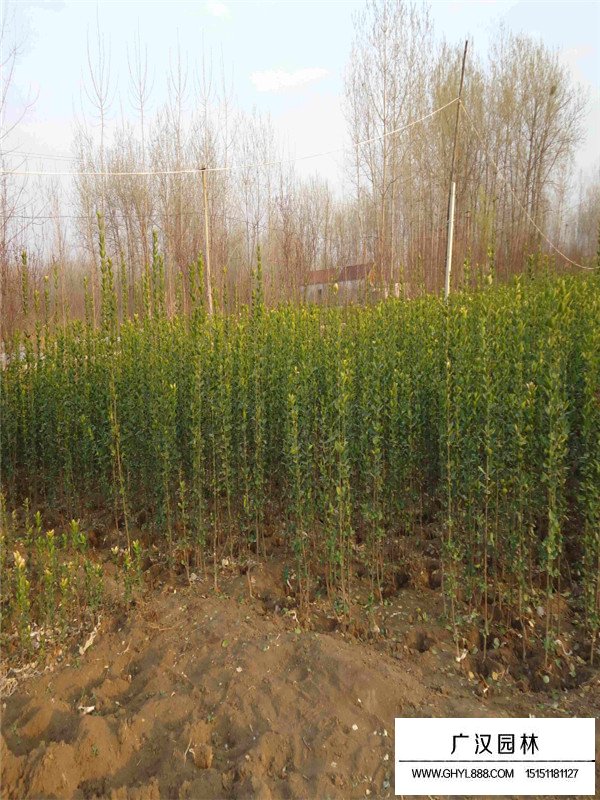 北海道黃楊的種植密度(圖4)