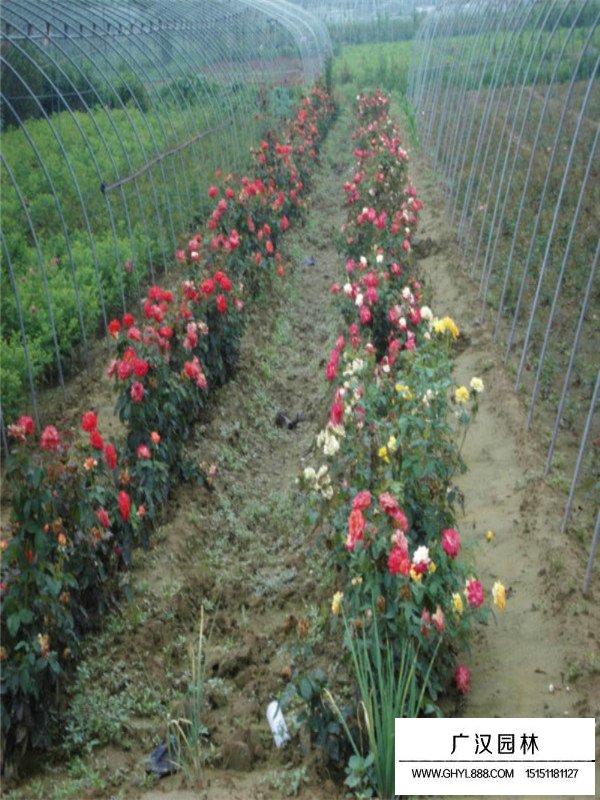 紅帽月季的種植方法(圖3)