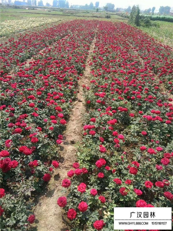 紅帽月季的種植方法(圖4)