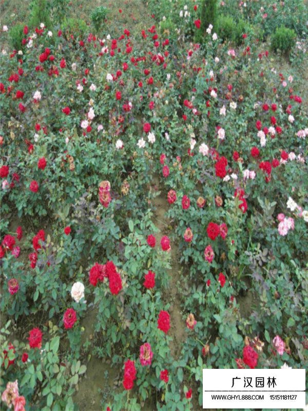 紅帽月季種植方法(圖2)