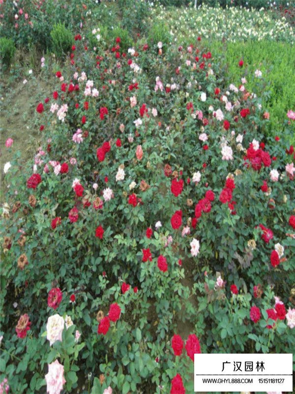 紅帽月季種植方法(圖4)