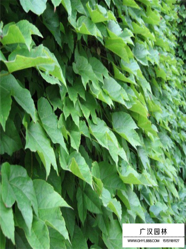 爬山虎的品種(圖4)