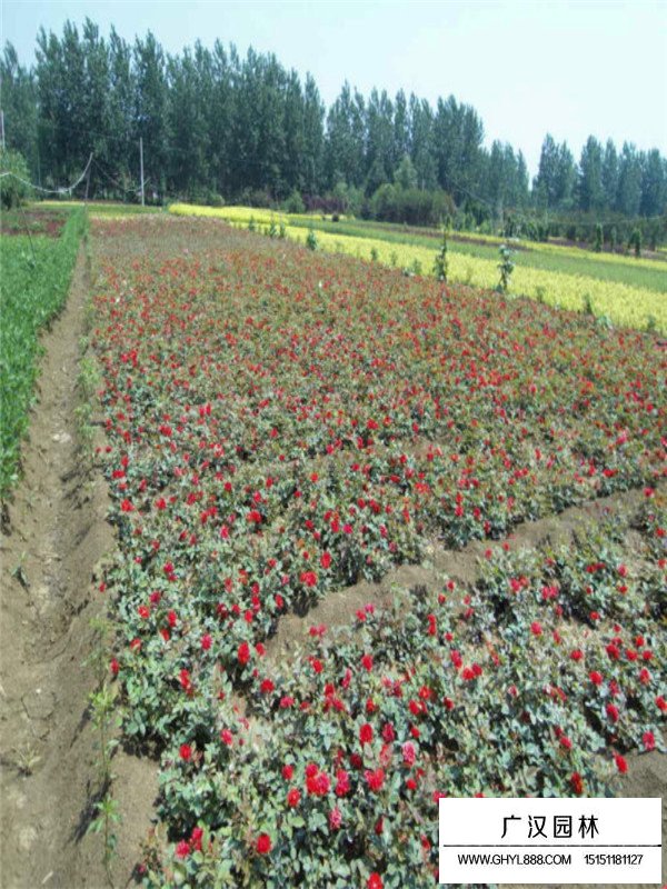 紅帽月季盆景的造型方法(圖4)