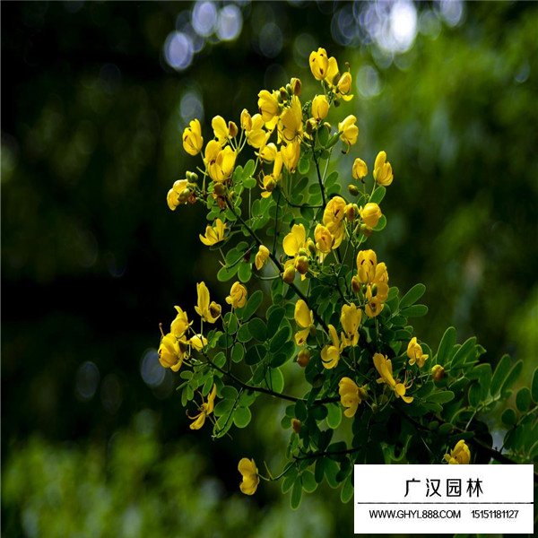 如何區(qū)分黃金槐與黃花槐(圖4)