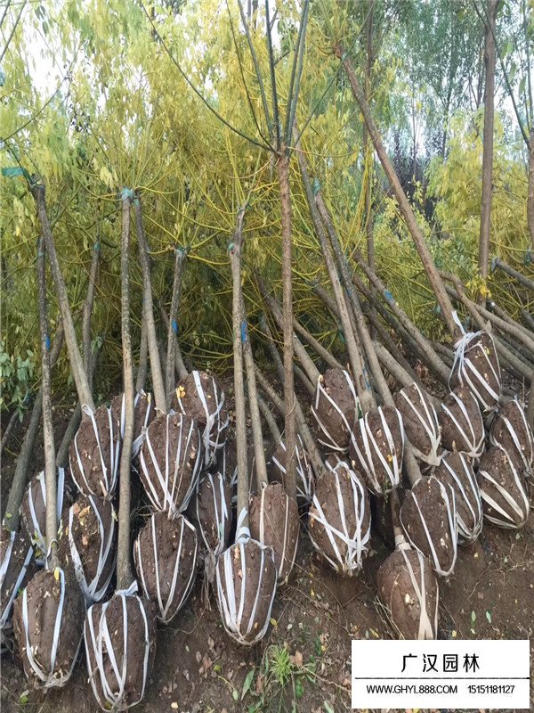 黃金槐的相干信息(圖1)