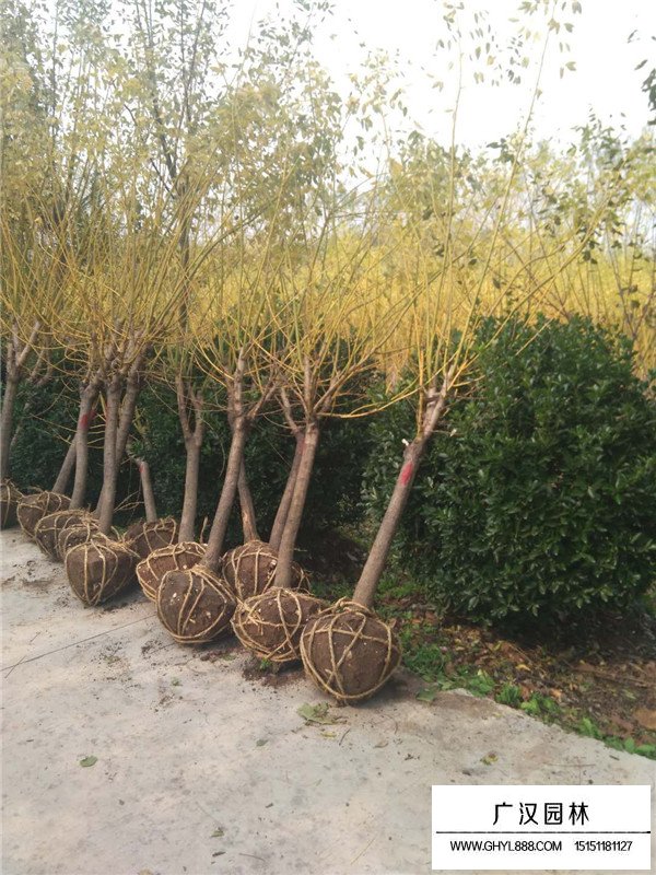 黃金槐的相干信息(圖4)