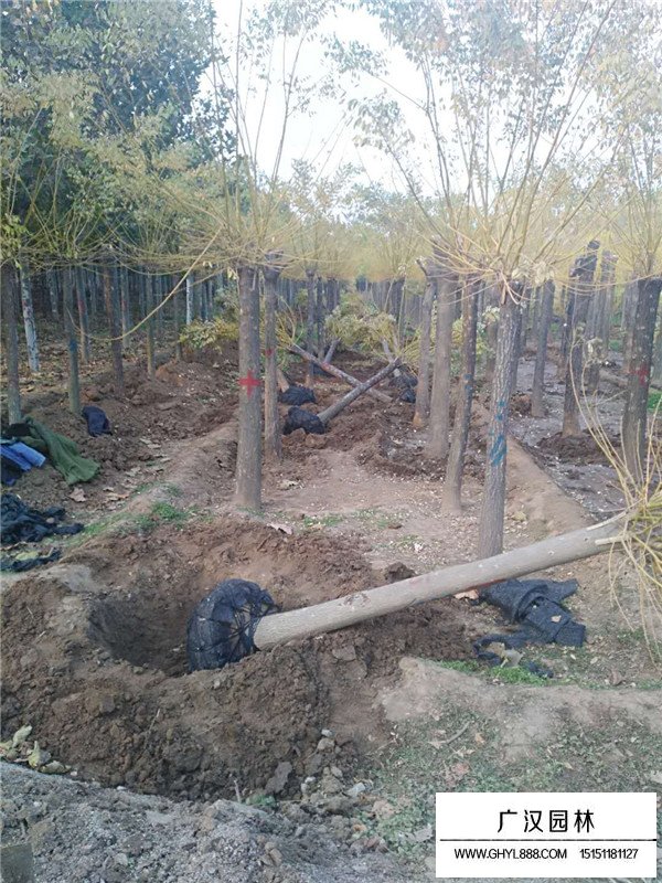 黃金槐的栽培方法(圖2)