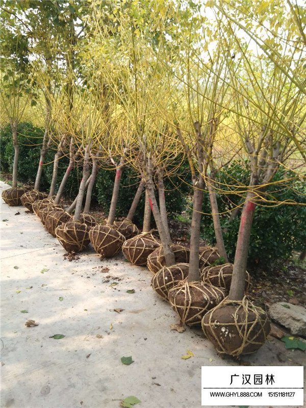 黃金槐的栽培方法(圖4)