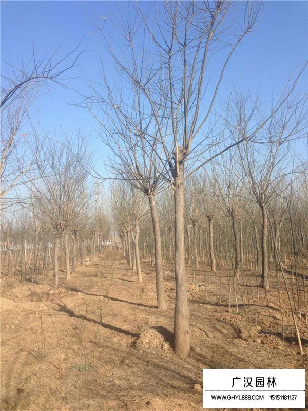 黃金槐與金葉槐的區(qū)分(圖4)