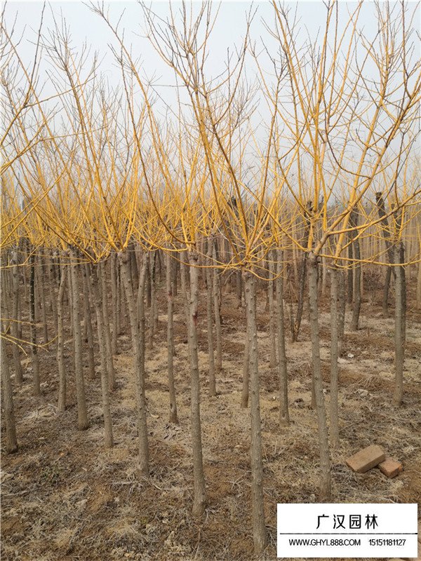 黃金槐與金葉槐的區(qū)分(圖2)