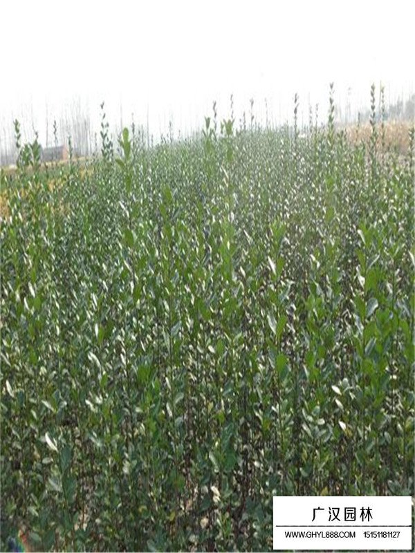 北海道黃楊的繁衍方法(圖1)