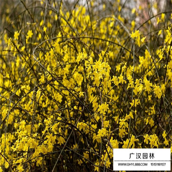 迎春花的相干信息(圖2)