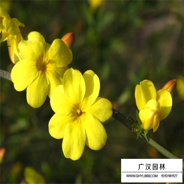 迎春花的有關(guān)信息(圖2)