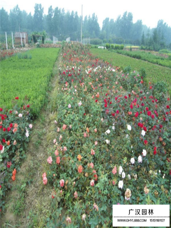 紅帽月季的價格是多少(圖3)