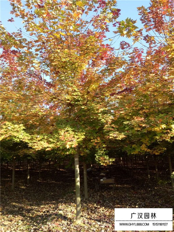 美國紅楓春播技術(shù)(圖4)