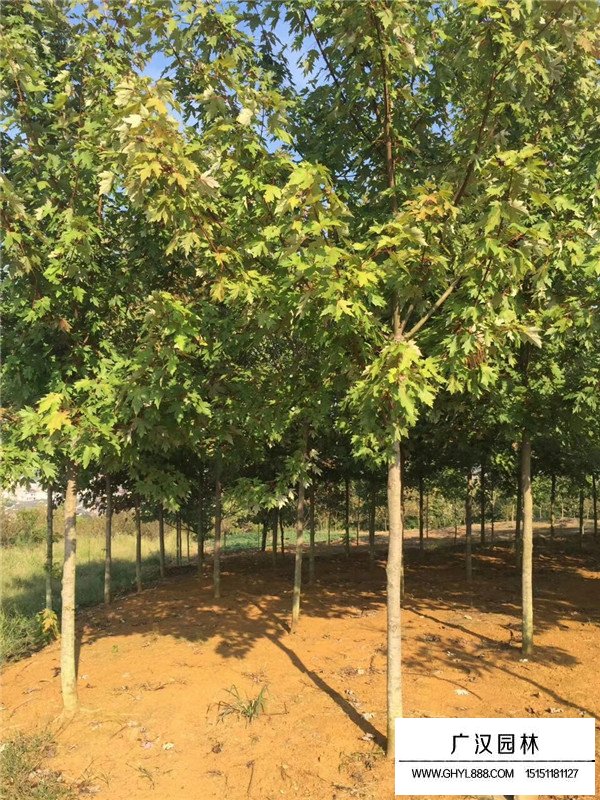 美國紅楓春播技術(shù)(圖3)