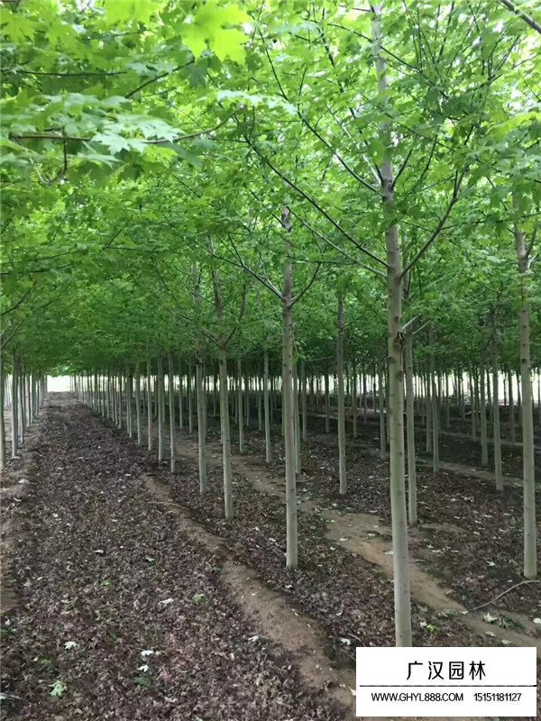 美國紅楓的植樹技術(shù)(圖3)