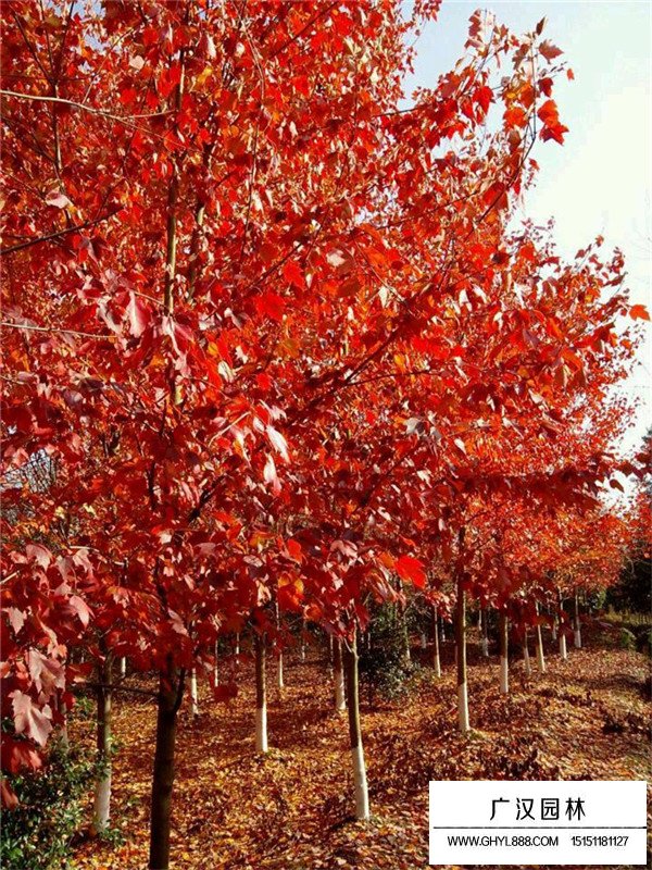 美國紅楓苗木修剪技術(圖1)