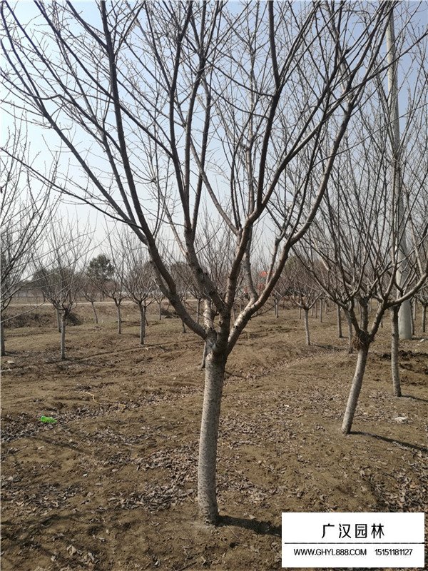 日本晚櫻的花期和果期(圖3)