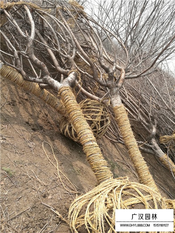 日本晚櫻的市場行情(圖2)