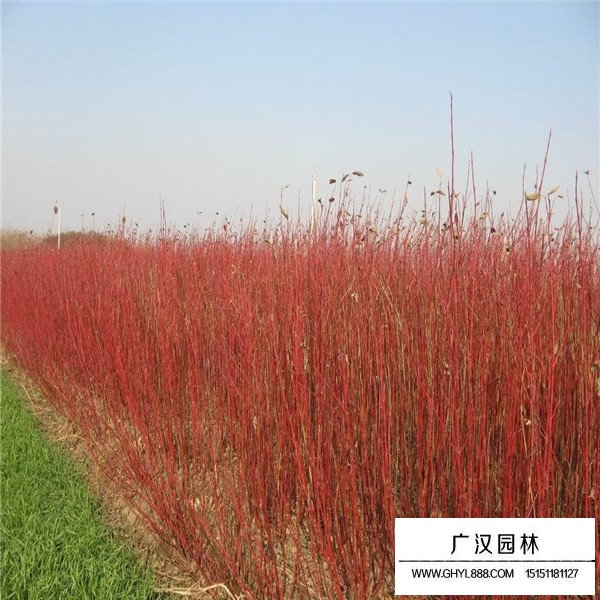 紅端木的相干信息(圖3)