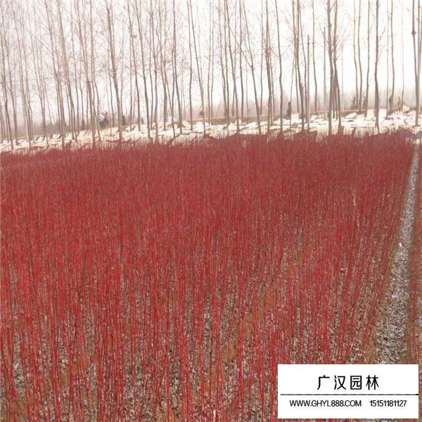 紅端木的相關(guān)資料(圖3)