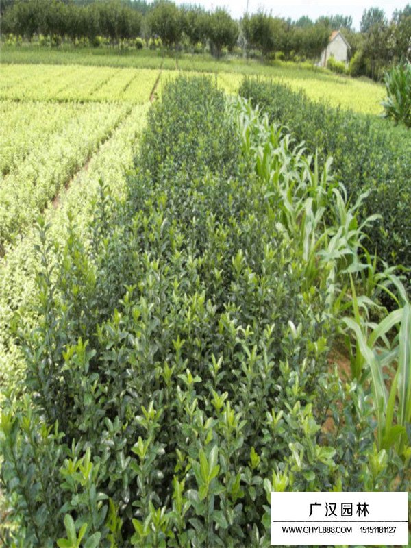 小葉黃楊和大葉黃楊的區(qū)別(圖4)