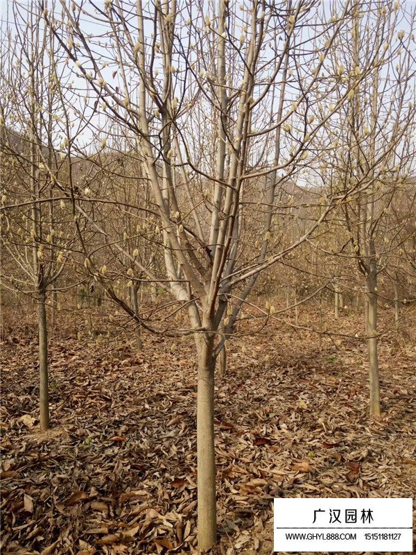 紫玉蘭的花期和果期(圖3)