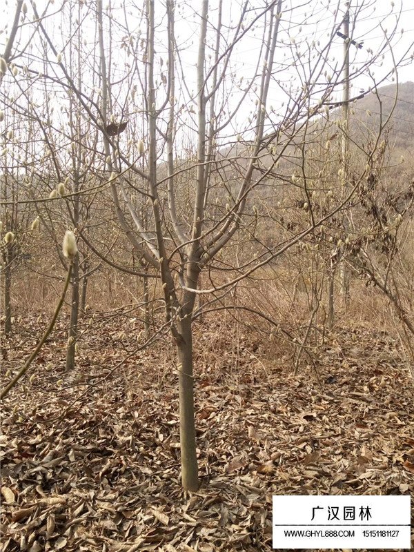 紫玉蘭的花期和果期(圖4)