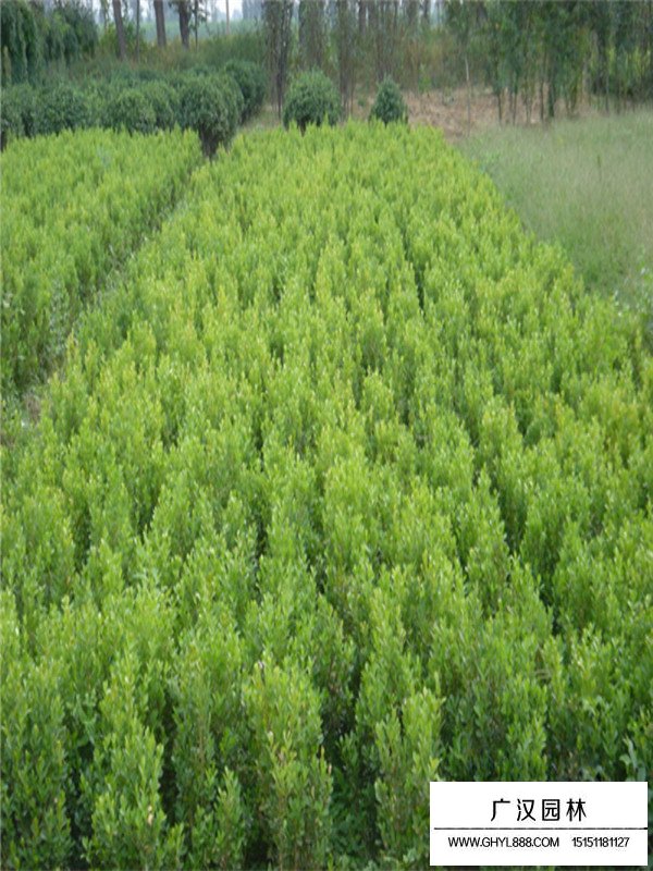 2020年小葉黃楊市場行情(圖4)