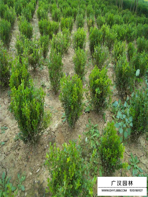 2020年小葉黃楊市場行情(圖2)