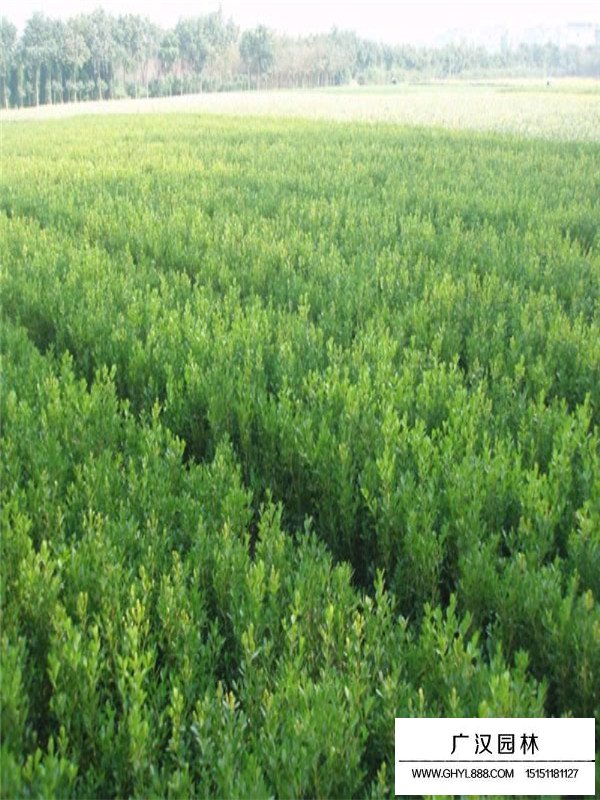 2020年小葉黃楊市場行情(圖3)