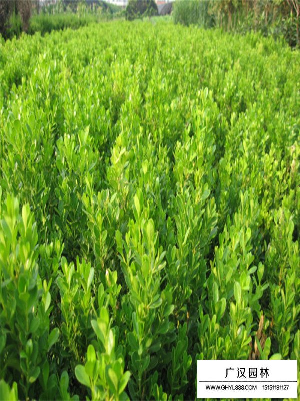 小葉黃楊一般病害及防護(hù)(圖4)