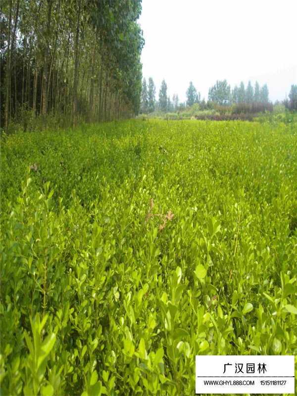 小葉黃楊一般病害及防護(hù)(圖2)