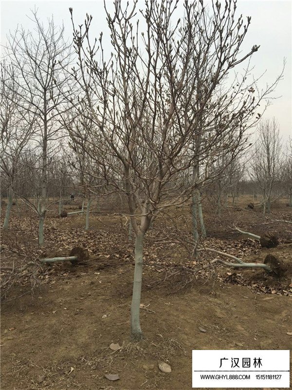 紫玉蘭的病蟲害(圖3)