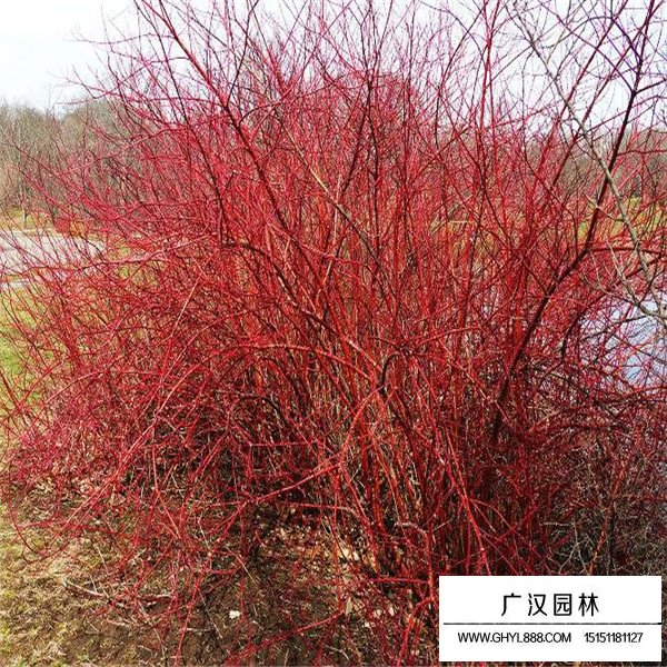 紅端木與紅瑞木的區(qū)分(圖1)