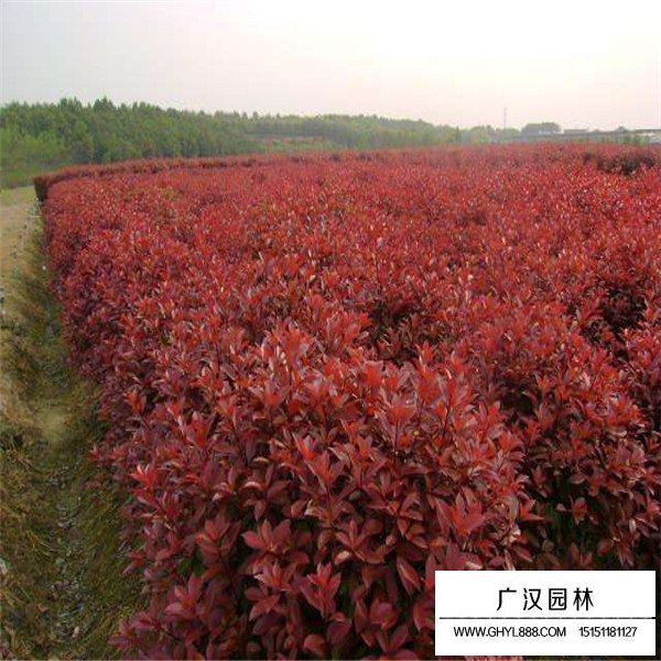 紅端木基地(圖2)