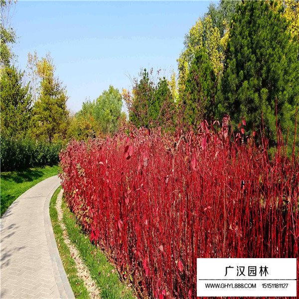 紅端木基地(圖3)