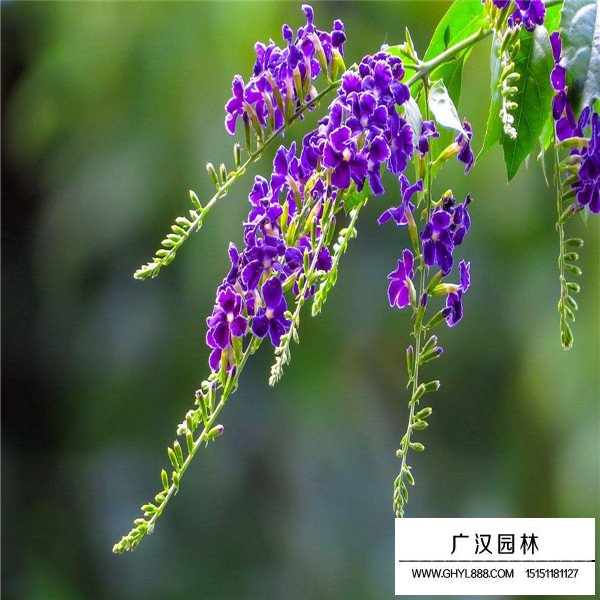 假連翹的養(yǎng)殖方法(圖2)