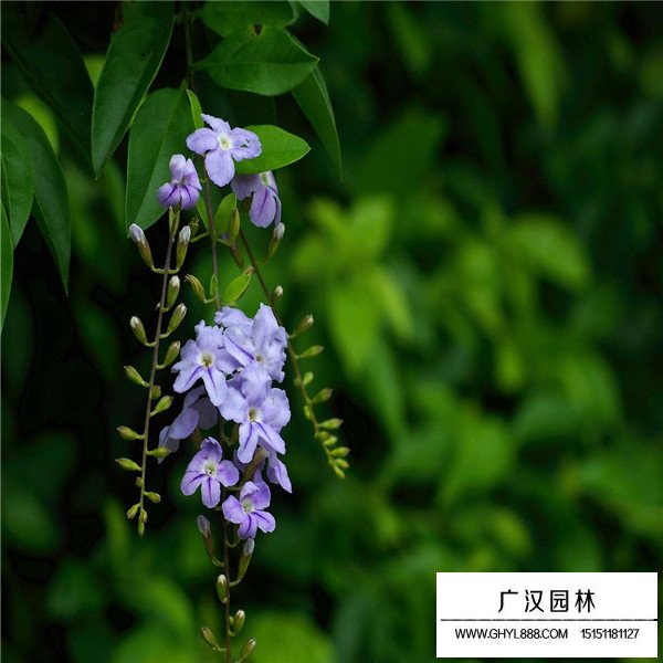 假連翹的養(yǎng)殖方法(圖3)