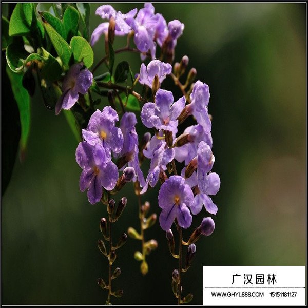 假連翹的養(yǎng)殖方法(圖4)