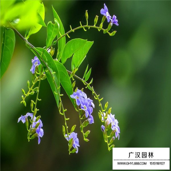 假連翹的種殖方法(圖1)