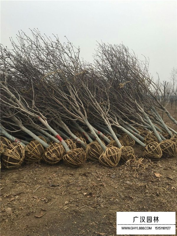 紫玉蘭的田間種植方法(圖2)