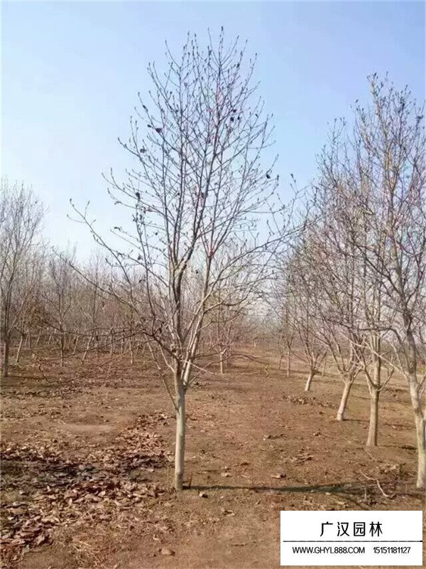 紫玉蘭的田間種植方法(圖4)