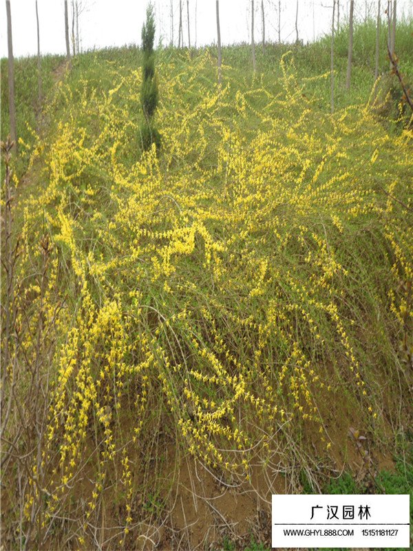 連翹的作用與功效(圖1)