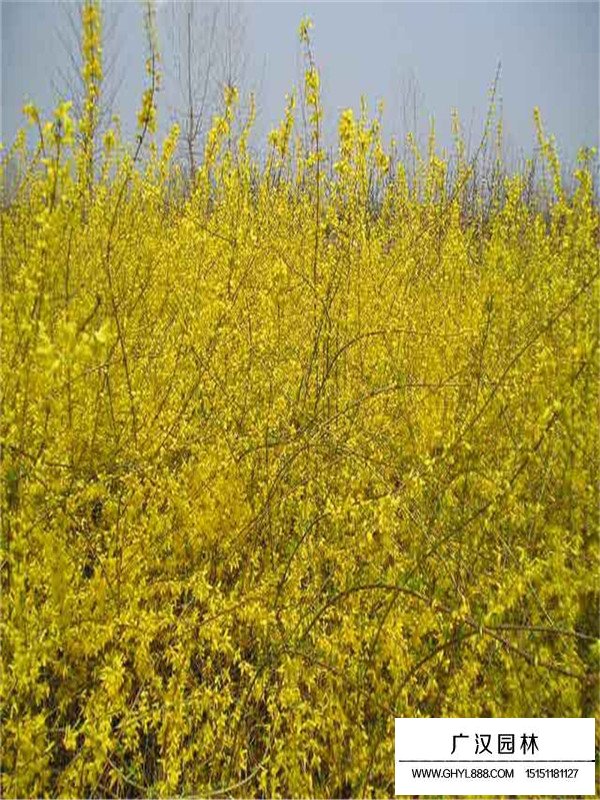 連翹的管理及種植方法(圖1)