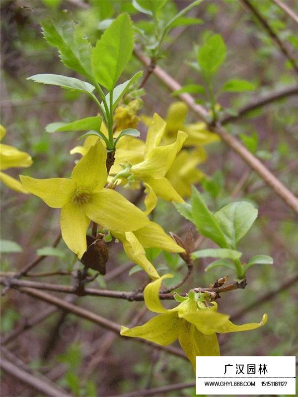 連翹功效作用及應(yīng)用(圖1)