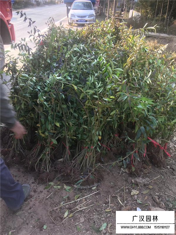 連翹價格行情(圖4)