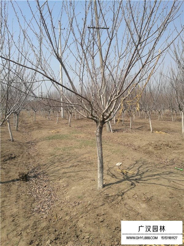 日本晚櫻病蟲害防治(圖1)