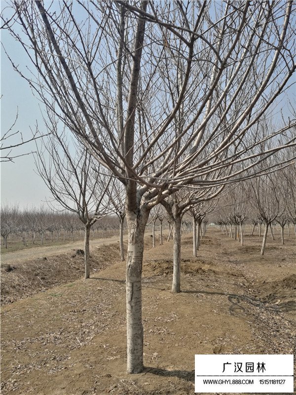 日本晚櫻的病蟲害防治方法(圖2)